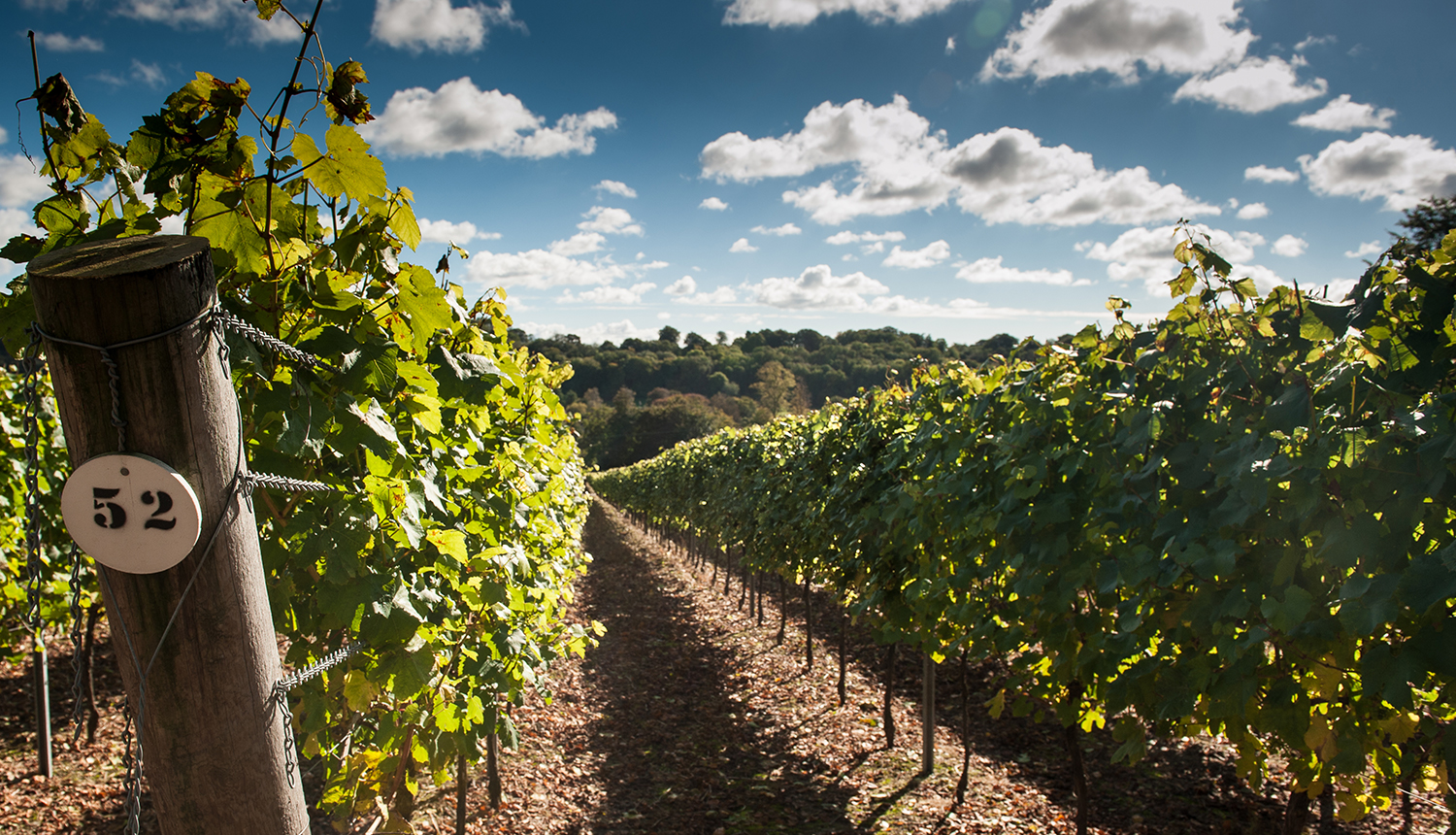 Top Hampshire Food Events 2018 - Hampshire's Vineyards